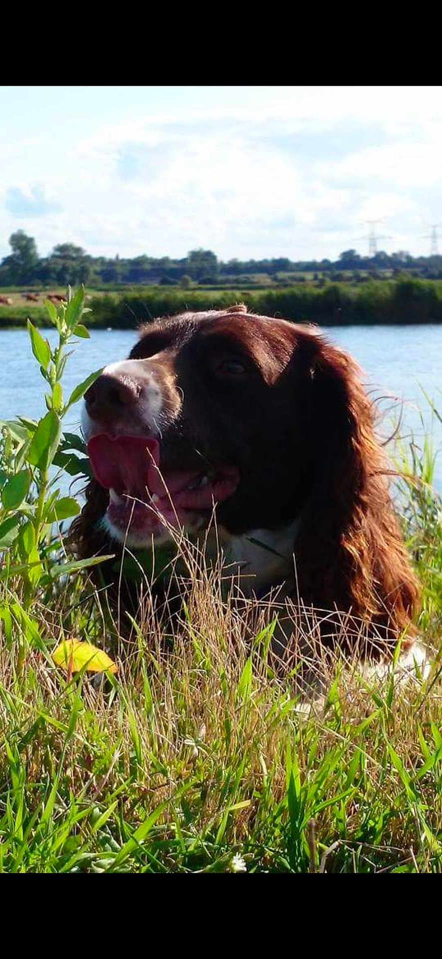 Hippie participe au concours pour gagner de l'argent avec cette photo : dog, grass, river, outdoor, nature, sunlight, tongue_out, brown_coat, white_coat, animal, pet, happy, summer, water, landscape, field, plant, leaf, sky, relaxing