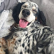 Jérôme Legatelois a rejoint le concours — aidez-le/la à gagner de superbes lots ! dog, happy, tongue_out, spotted_coat, laying_down, blanket, couch, fur, close_up, pet, relaxed, sleepy, comfortable, indoor, mammal, animal, cute, tongue, snout, black_and_white