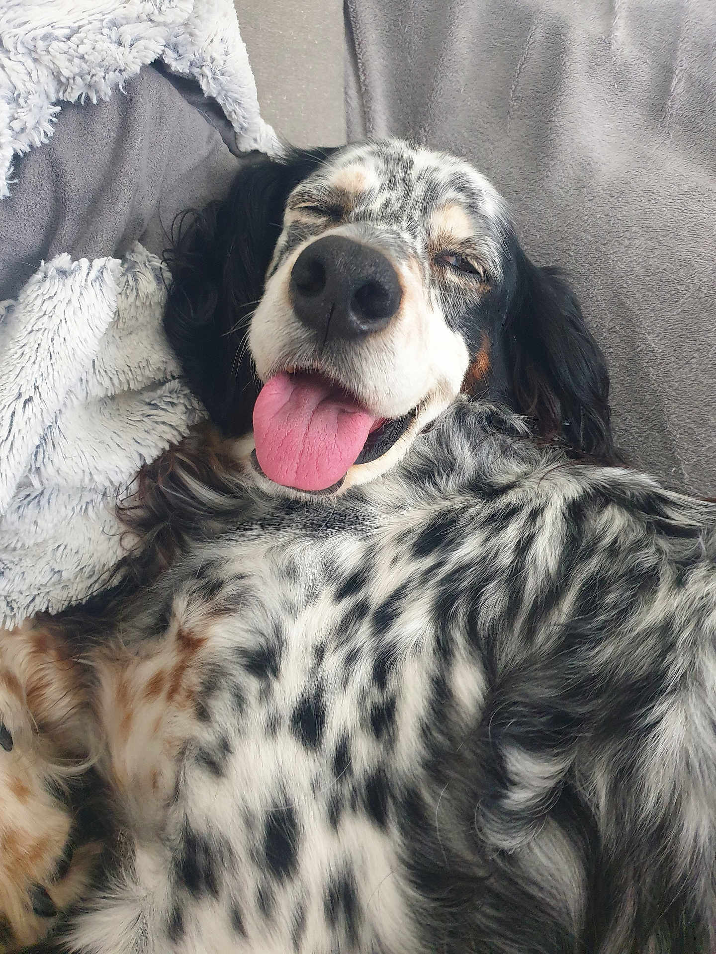 Jérôme Legatelois a rejoint le concours — aidez-le/la à gagner de superbes lots ! dog, happy, tongue_out, spotted_coat, laying_down, blanket, couch, fur, close_up, pet, relaxed, sleepy, comfortable, indoor, mammal, animal, cute, tongue, snout, black_and_white