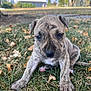 Kush is registered to the contest to win money with this photo: animal, barn, brindle, cute, daylight, dog, eyes, fur, grass, leaves, mammal, nature, outdoor, pet, portrait, puppy, sitting, snout, tree, young