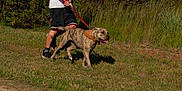 Kush joined the competition — help win amazing prizes! active, bandana, canine, casual_clothing, dog, grass, greenery, happy, leash, nature, outdoor, person, pet, shorts, side_view, sneakers, summer, sunlight, tattoo, walking