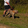 active, bandana, canine, casual_clothing, dog, grass, greenery, happy, leash, nature, outdoor, person, pet, shorts, side_view, sneakers, summer, sunlight, tattoo, walking