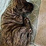 Kush is registered to the contest to win money with this photo: animal, brindle, canine, companion, cozy, curled_up, cute, dog, fur, indoor, napping, peaceful, pet, puppy, resting, sleeping, small, soft, towel, young