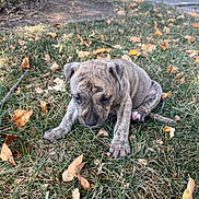 Kush is registered to the contest to win money with this photo: animal, autumn_leaves, background, brindle_coat, canine, cute, daylight, dog, fall, grass, leaf_litter, mammal, nature, outdoor, pet, puppy, sidewalk, small_dog, tree, young_animal