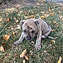 animal, autumn_leaves, background, brindle_coat, canine, cute, daylight, dog, fall, grass, leaf_litter, mammal, nature, outdoor, pet, puppy, sidewalk, small_dog, tree, young_animal