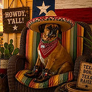 Milo is registered to the contest to win money with this photo: animal, bandana, cactus, chair, country_style, cowboy_boots, dog, fence, longhorn_cow, outdoor, pet, plant, portrait, rope, rustic, sombrero, sunset, texas_flag, western_theme, wooden_sign