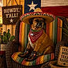 animal, bandana, cactus, chair, country_style, cowboy_boots, dog, fence, longhorn_cow, outdoor, pet, plant, portrait, rope, rustic, sombrero, sunset, texas_flag, western_theme, wooden_sign