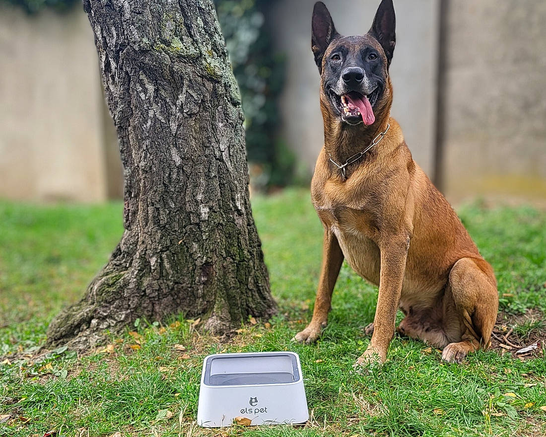 Jax participe au concours pour gagner de l'argent avec cette photo : carnivore, collar, companion_dog, dog, dog_breed, dog_collar, fawn, grass, guard_dog, liver, plant, snout, sporting_group, tail, terrestrial_animal, tree, trunk, whiskers, wildlife, working_dog