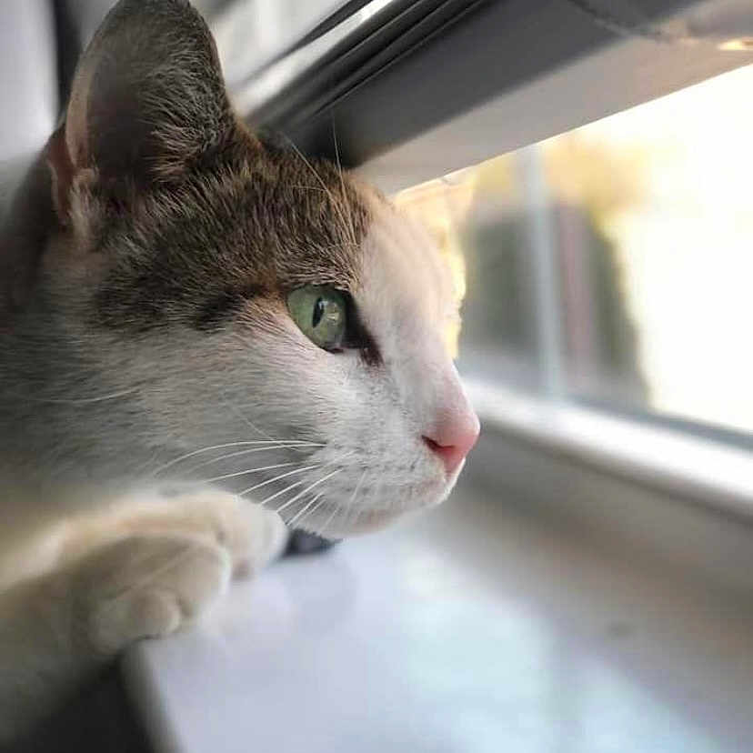 Polo joined the competition — help win amazing prizes! animal, blurred_background, cat, close_up, curious, daylight, domestic_cat, face, focused, fur, green_eyes, indoor, looking_out, paws, pet, quiet, side_profile, soft_light, whiskers, window