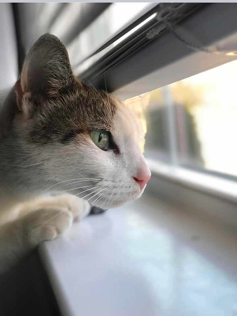 Polo joined the competition — help win amazing prizes! animal, blurred_background, cat, close_up, curious, daylight, domestic_cat, face, focused, fur, green_eyes, indoor, looking_out, paws, pet, quiet, side_profile, soft_light, whiskers, window