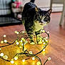 cat, tabby_cat, indoor, wooden_floor, string_lights, fairy_lights, glowing, curious, pets, animal, domestic_cat, playful, decor, warm_light, eyes, whiskers, flooring, feline, household, lighting