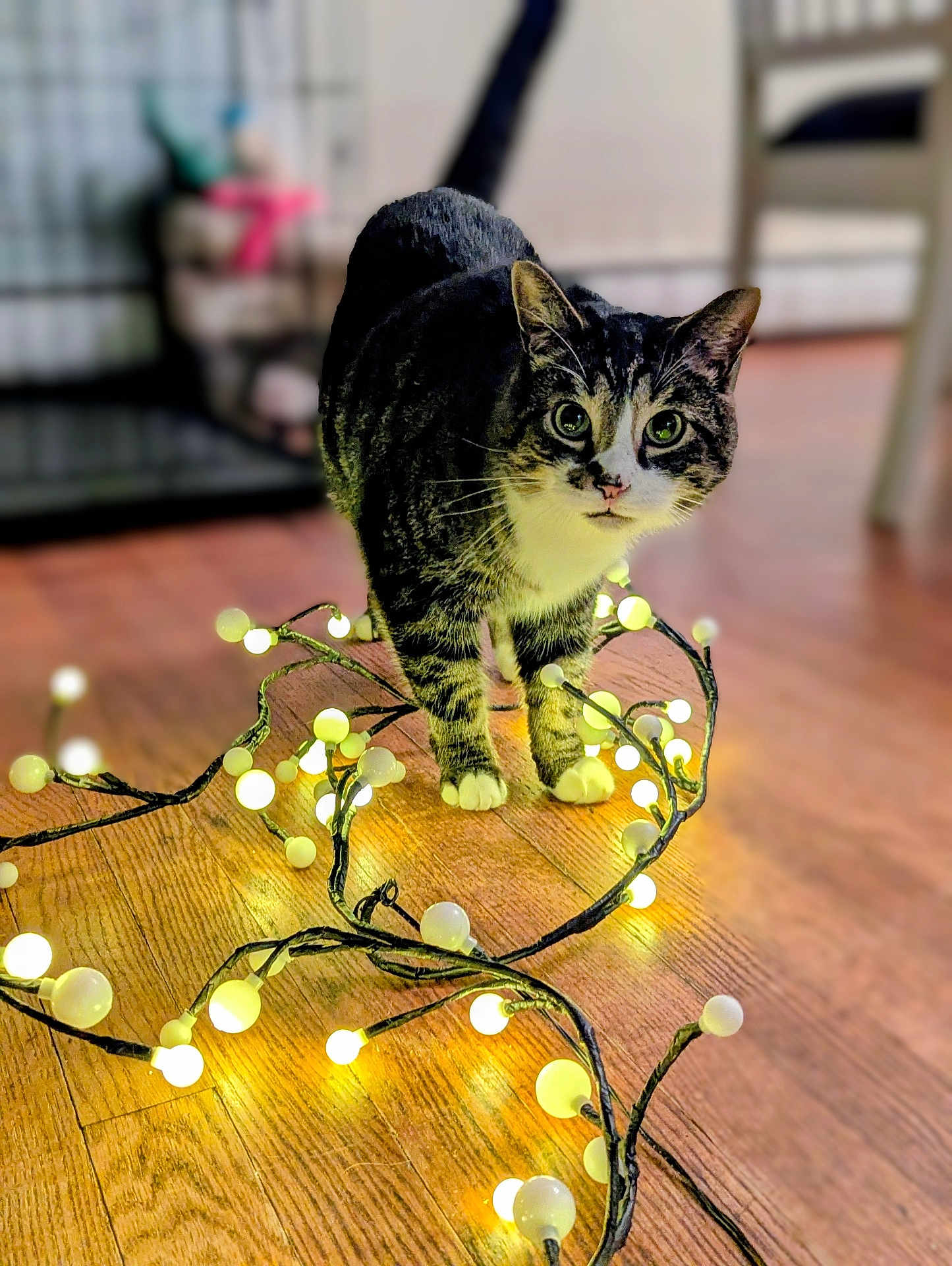 Kai is registered to the contest to win money with this photo: cat, tabby_cat, indoor, wooden_floor, string_lights, fairy_lights, glowing, curious, pets, animal, domestic_cat, playful, decor, warm_light, eyes, whiskers, flooring, feline, household, lighting