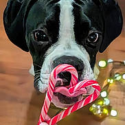Loki Zane is registered to the contest to win money with this photo: animal, background_blur, black_and_white, candy_cane, christmas, close_up, cute, decorations, dog, festive, focus, heart_shape, holiday, indoors, lights, mouth, pet, tongue, whiskers, wood_floor
