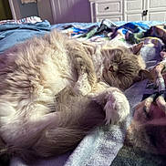 Ripley is registered to the contest to win money with this photo: cat, sleeping, fluffy, bed, blanket, indoor, cozy, fur, paw, peaceful, relaxed, resting, curled_up, home, furniture, dresser, purple_light, soft_light, animal, pet