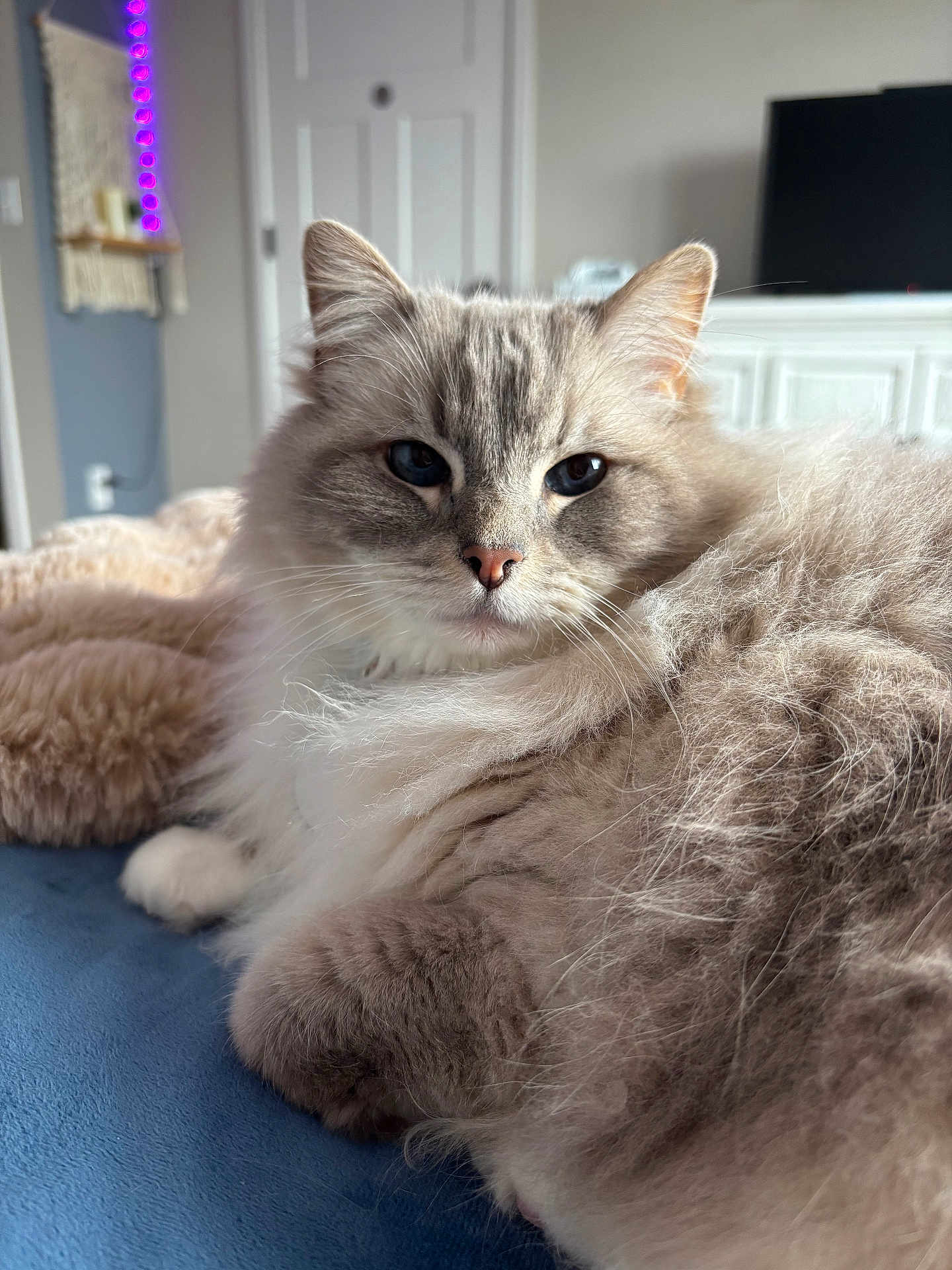 Ripley is registered to the contest to win money with this photo: cat, fluffy, indoor, pet, feline, relaxed, blue_surface, fur, closeup, domestic_animal, cute, whiskers, animal_face, soft_light, cozy, household, portrait, resting, calm, mammal