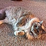 Ripley joined the competition — help win amazing prizes! cat, fluffy, carpet, indoor, pet, relaxed, slipper, brown, beige, feline, cute, home, cozy, animal, fur, whiskers, collar, paws, resting, curious