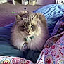 Ripley joined the competition — help win amazing prizes! cat, fluffy, bed, blanket, collar, indoor, pet, feline, fur, tag, carpet, door, toy, bedroom, resting, domestic, animal, cozy, patterned, comfortable