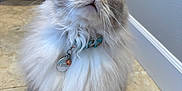 Ripley joined the competition — help win amazing prizes! cat, fluffy, blue_eyes, collar, indoor, tile_floor, pet, feline, white_fur, gray_fur, curious, sitting, domestic_animal, close_up, whiskers, tag, furniture, wall, looking_up, cute