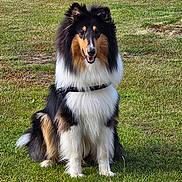 Atka participe au concours pour gagner de l'argent avec cette photo : dog, collie, grass, outdoor, pet, animal, sitting, fur, happy, nature, canine, black, white, brown, leash, garden, daylight, fence, portrait, friendly