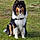 Atka