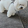 animal, bichon_frise, canine, companion, curious, daylight, dog, fluffy, leash, outdoor, pavement, pet, reflection, sidewalk, small_dog, street, urban, walking, white_fur, window