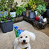 animal, celebration, collar, concrete_ground, curly_fur, cute, decor, dog, garden, greenery, outdoor, party_hat, pet, plant_pots, playful, portrait, potted_plants, small_dog, wall, white_dog