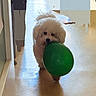 animal, balloon, companion, cute, dog, domestic_animal, floor, fluffy, fur, hallway, indoor, light, nose, pet, playful, shadow, small_dog, toy, walking, white_dog