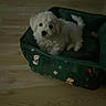 puppy, dog, pet, bed, green, holiday, christmas, santa_claus, wooden_floor, indoor, cute, fluffy, resting, animal, small_dog, canine, cozy, domestic, fur, lying_down