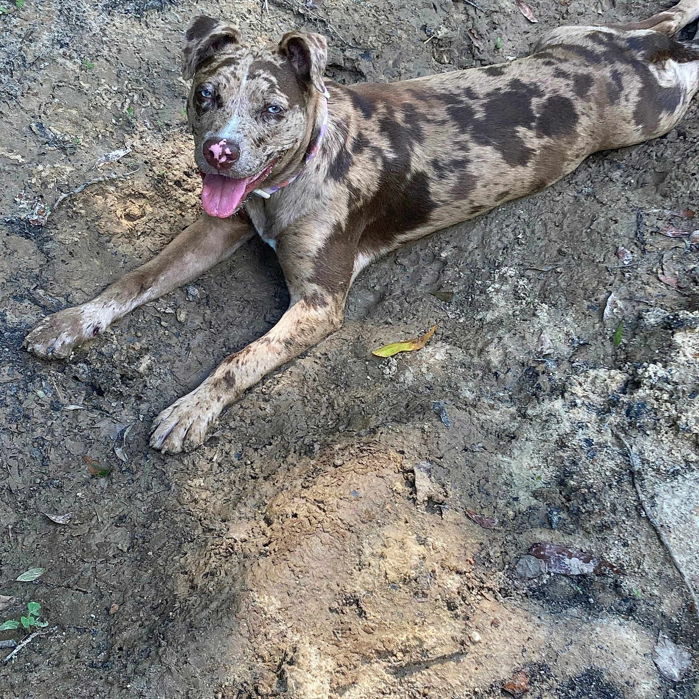 Zie joined the competition — help win amazing prizes! animal, brown, canine, collar, dirt, dog, ears, ground, happy, lying_down, mud, nature, outdoor, paws, pet, playful, relaxed, speckled, summer, tongue_out
