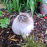Rubie a rejoint le concours — aidez-le/la à gagner de superbes lots ! adorable, animal, blue_eyes, cat, closeup, curious, daylight, fluffy, fur, garden, greenery, ground, leaf, mulch, nature, outdoor, pet, plants, sitting, whiskers