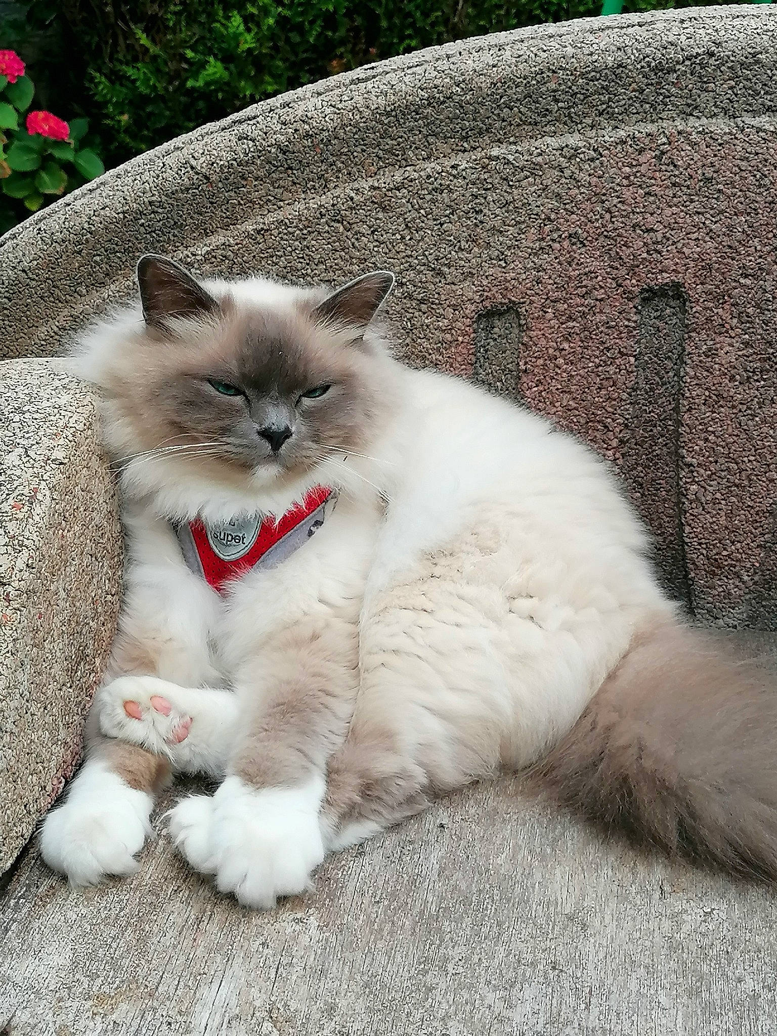 Rubie a rejoint le concours — aidez-le/la à gagner de superbes lots ! birman, carnivore, cat, claw, comfort, domestic_short_haired_cat, fang, fawn, felidae, fur, grass, grey, herbaceous_plant, plant, sitting, small_to_medium_sized_cats, snout, tail, terrestrial_animal, whiskers