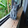 cat, gray_cat, windowsill, wood, indoor, greenery, banana_leaves, plant, window, curious, pet, animal, feline, tail, paws, natural_light, cozy, domestic, sitting, quiet