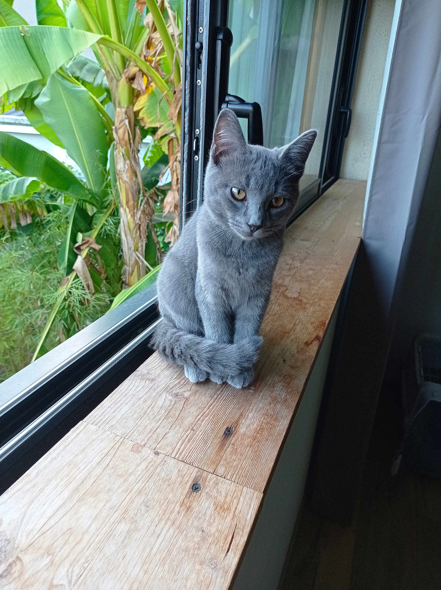 Phénix a rejoint le concours — aidez-le/la à gagner de superbes lots ! cat, gray_cat, windowsill, wood, indoor, greenery, banana_leaves, plant, window, curious, pet, animal, feline, tail, paws, natural_light, cozy, domestic, sitting, quiet