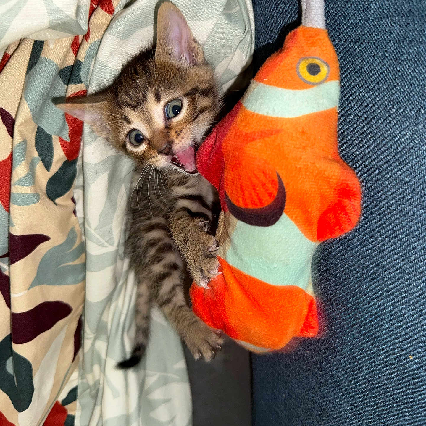 Bimbo a rejoint le concours — aidez-le/la à gagner de superbes lots ! animal, bite, blanket, cat, claws, couch, cute, ears, eyes, fabric, fish, indoor, kitten, pattern, pet, playful, plush, toy, whiskers, young