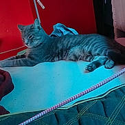 Eclipse is registered to the contest to win money with this photo: cat, gray_tabby, indoor, furniture, red_background, blue_light, relaxed, lying_down, pet, domestic_animal, table, blanket, cord, couch, quiet, calm, striped_fur, side_view, cozy, home
