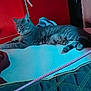cat, gray_tabby, indoor, furniture, red_background, blue_light, relaxed, lying_down, pet, domestic_animal, table, blanket, cord, couch, quiet, calm, striped_fur, side_view, cozy, home