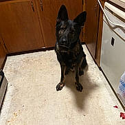 George is registered to the contest to win money with this photo: dog, german_shepherd, kitchen, floor, cabinet, plastic_bag, appliance, pet, animal, indoor, brown, black, wood, tile_floor, waiting, sitting, domestic, household, curious, canine