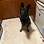 dog, german_shepherd, kitchen, floor, cabinet, plastic_bag, appliance, pet, animal, indoor, brown, black, wood, tile_floor, waiting, sitting, domestic, household, curious, canine