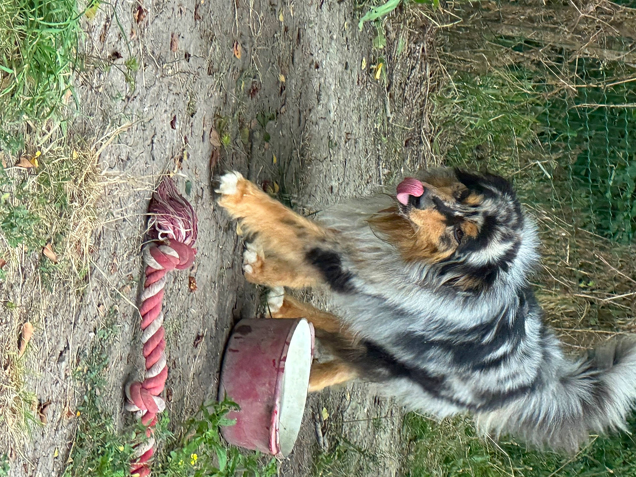 Maverick participe au concours pour gagner de l'argent avec cette photo : canidae, carnivore, cat, companion_dog, dog_breed, domestic_short_haired_cat, fawn, felidae, fur, grass, plant, small_to_medium_sized_cats, snout, sporting_group, tail, terrestrial_animal, tree, trunk, vertebrate, whiskers
