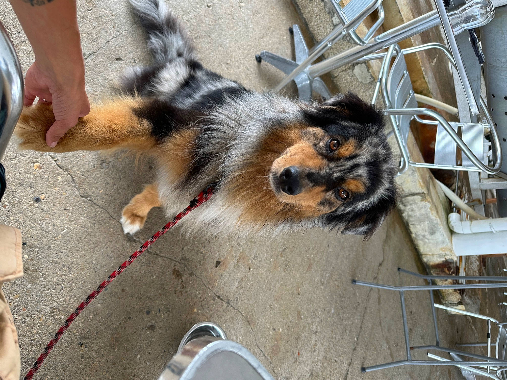 Maverick participe au concours pour gagner de l'argent avec cette photo : claw, companion_dog, dog_breed, domestic_short_haired_cat, felidae, flooring, foot, fur, organ_mountains_chipmunk, paw, small_to_medium_sized_cats, snout, tail, terrestrial_animal, whiskers, wildlife, wood