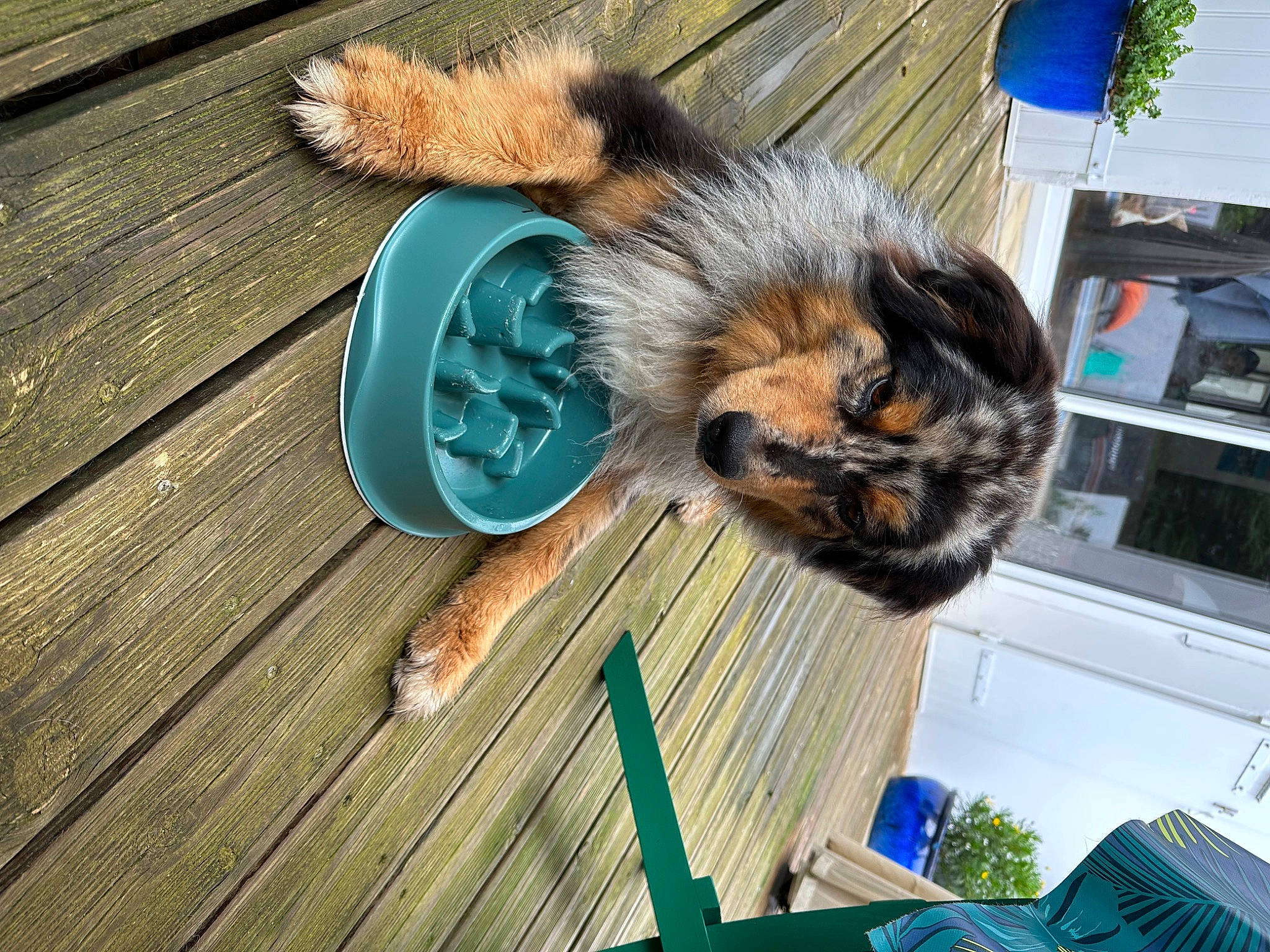 Maverick a rejoint le concours — aidez-le/la à gagner de superbes lots ! blue, carnivore, claw, companion_dog, dog_breed, domestic_short_haired_cat, fawn, felidae, flooring, fur, grass, hardwood, plank, rodent, small_to_medium_sized_cats, snout, tail, whiskers, wood, wood_stain