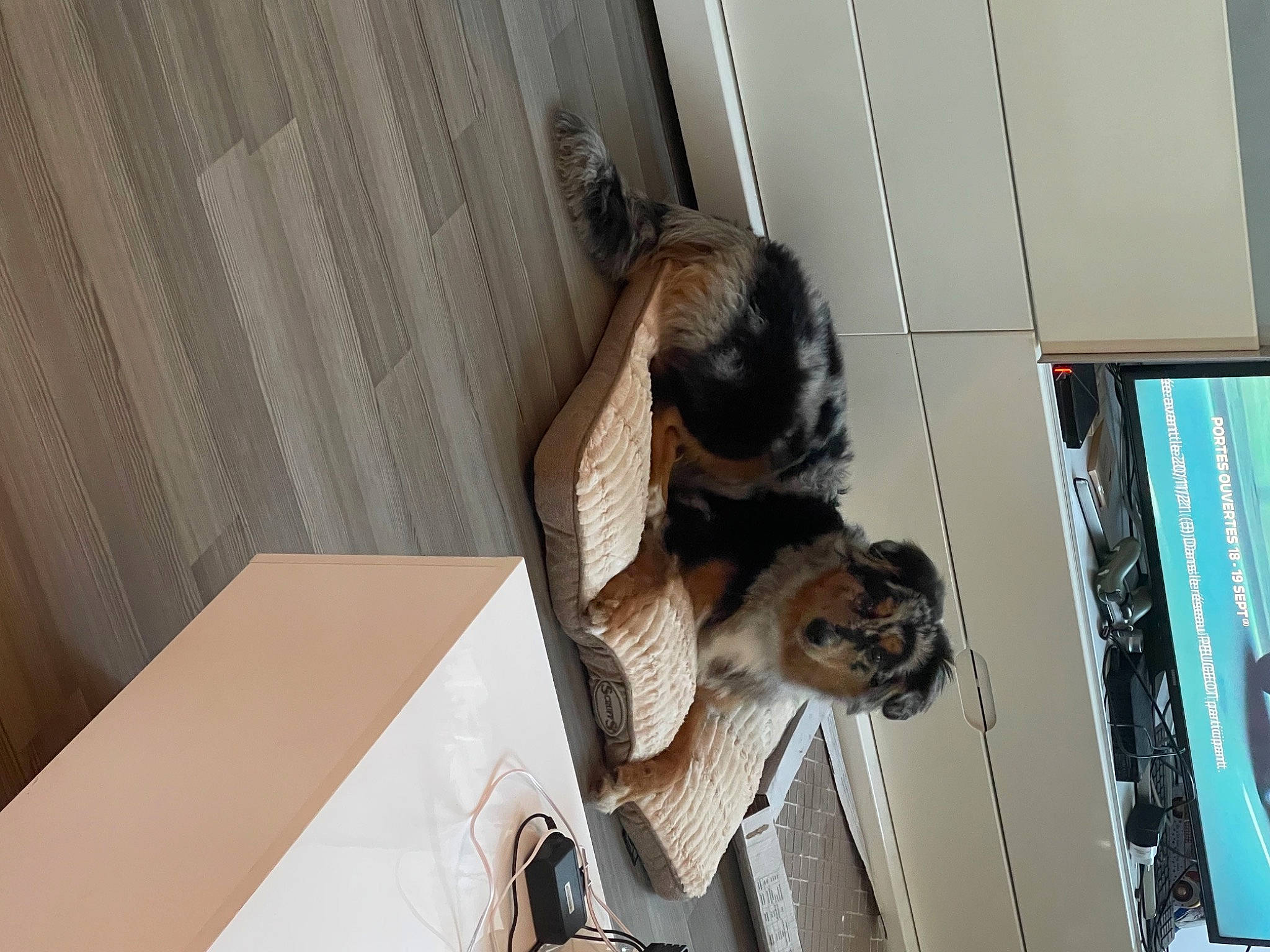 Maverick participe au concours pour gagner de l'argent avec cette photo : canidae, carnivore, cat, companion_dog, curtain, dog_breed, domestic_short_haired_cat, eyewear, felidae, flooring, fur, hardwood, machine, room, small_to_medium_sized_cats, sporting_group, table, tail, whiskers, wood