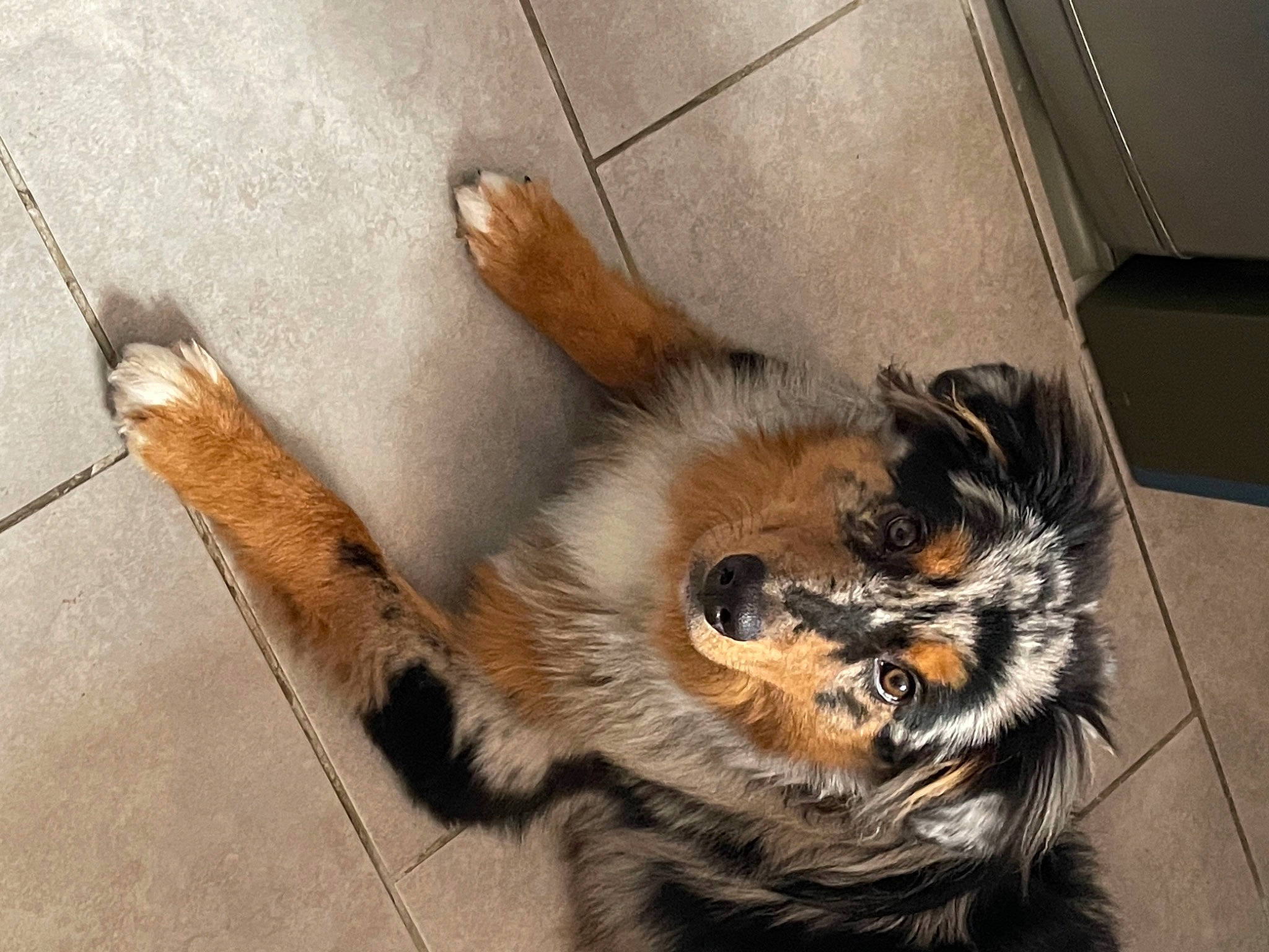 Maverick participe au concours pour gagner de l'argent avec cette photo : brown, canidae, carnivore, claw, companion_dog, dog_breed, fawn, felidae, flooring, fur, mammal, paw, small_to_medium_sized_cats, snout, sporting_group, tail, terrestrial_animal, whiskers, wildlife, wood