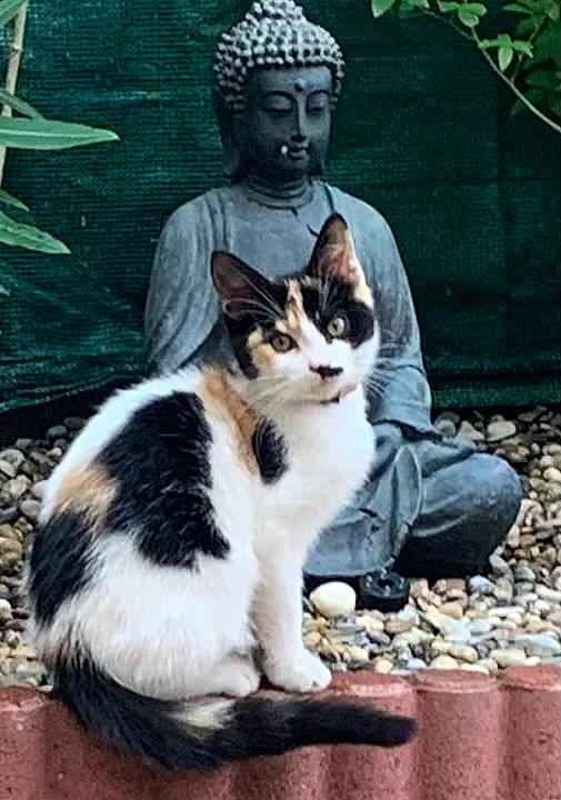 Bella participe au concours pour gagner de l'argent avec cette photo : art, carnivore, cat, domestic_short_haired_cat, felidae, fur, grass, paw, sculpture, sitting, small_to_medium_sized_cats, snout, statue, tail, tree, whiskers