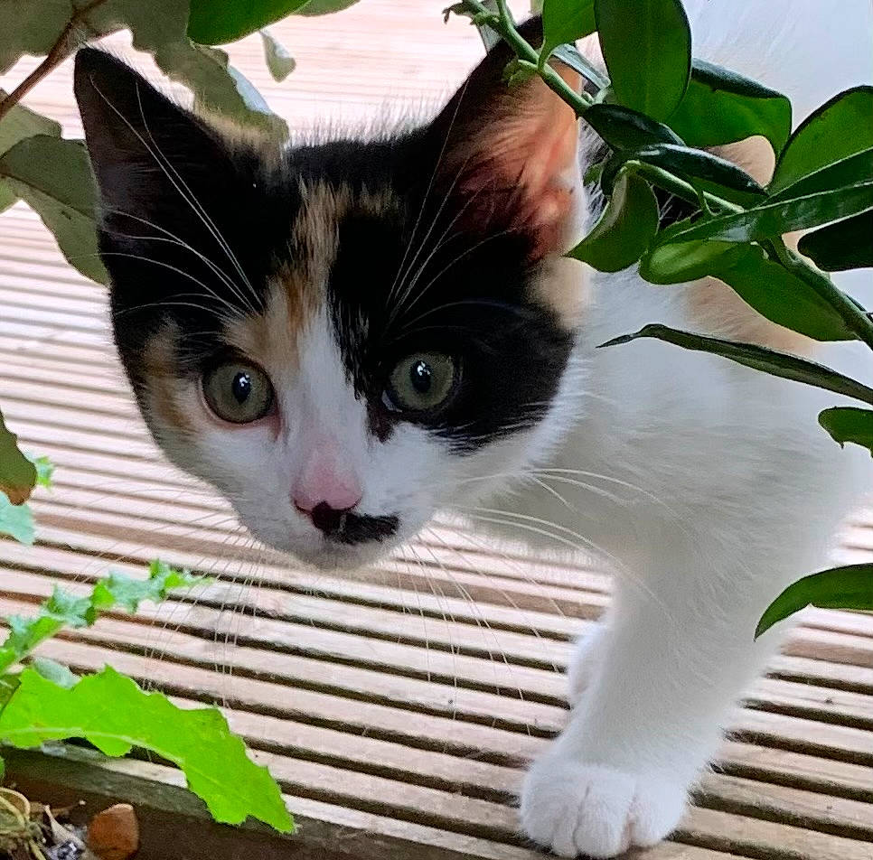 Bella a rejoint le concours — aidez-le/la à gagner de superbes lots ! carnivore, cat, domestic_short_haired_cat, felidae, fur, grass, green, paw, plant, small_to_medium_sized_cats, snout, tail, tree, whiskers, window