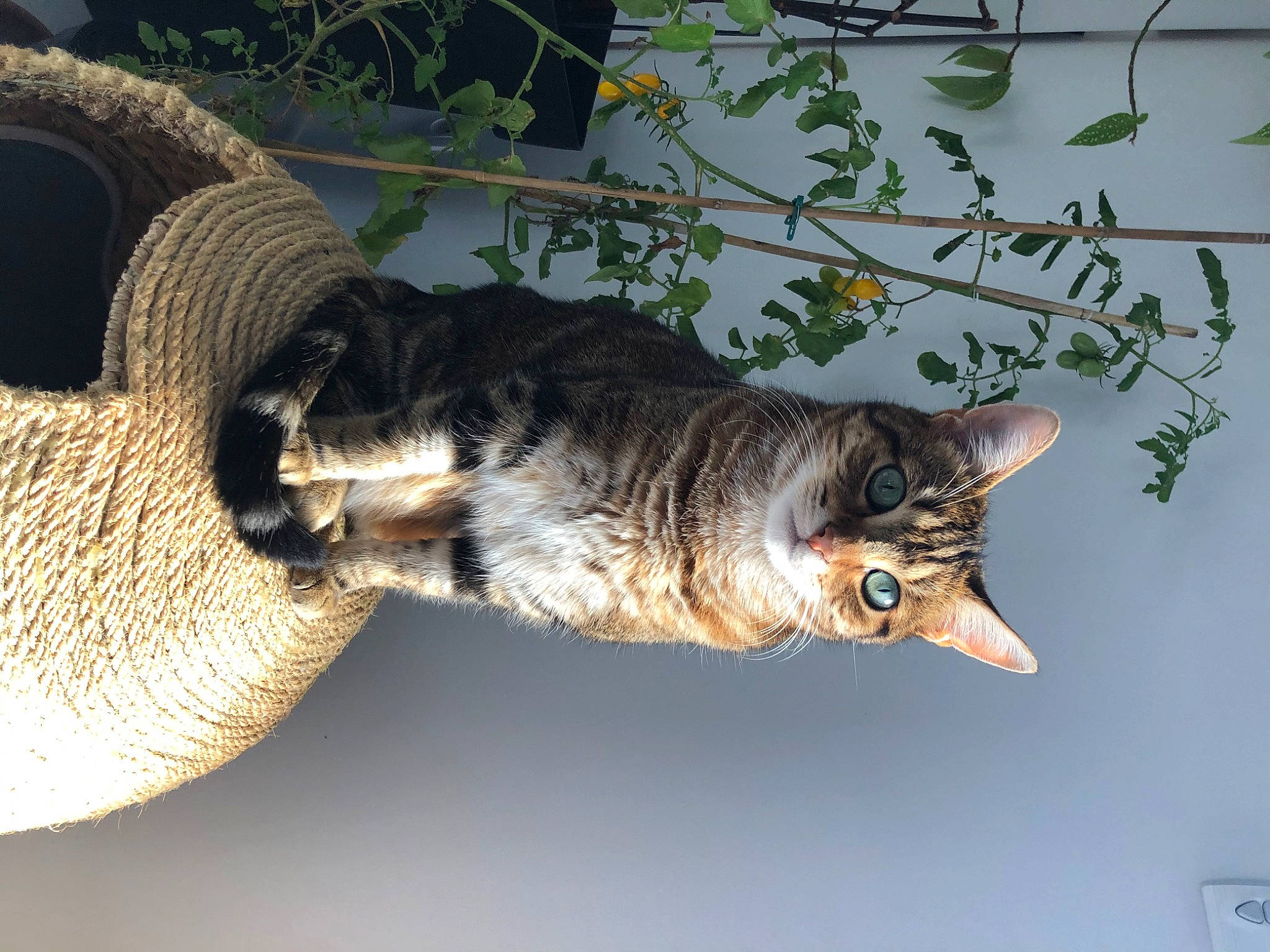 Moumou a rejoint le concours — aidez-le/la à gagner de superbes lots ! art, carnivore, cat, claw, domestic_short_haired_cat, felidae, fur, mammal, paw, plant, small_to_medium_sized_cats, snout, tail, terrestrial_animal, tree, twig, whiskers, wildlife, wood