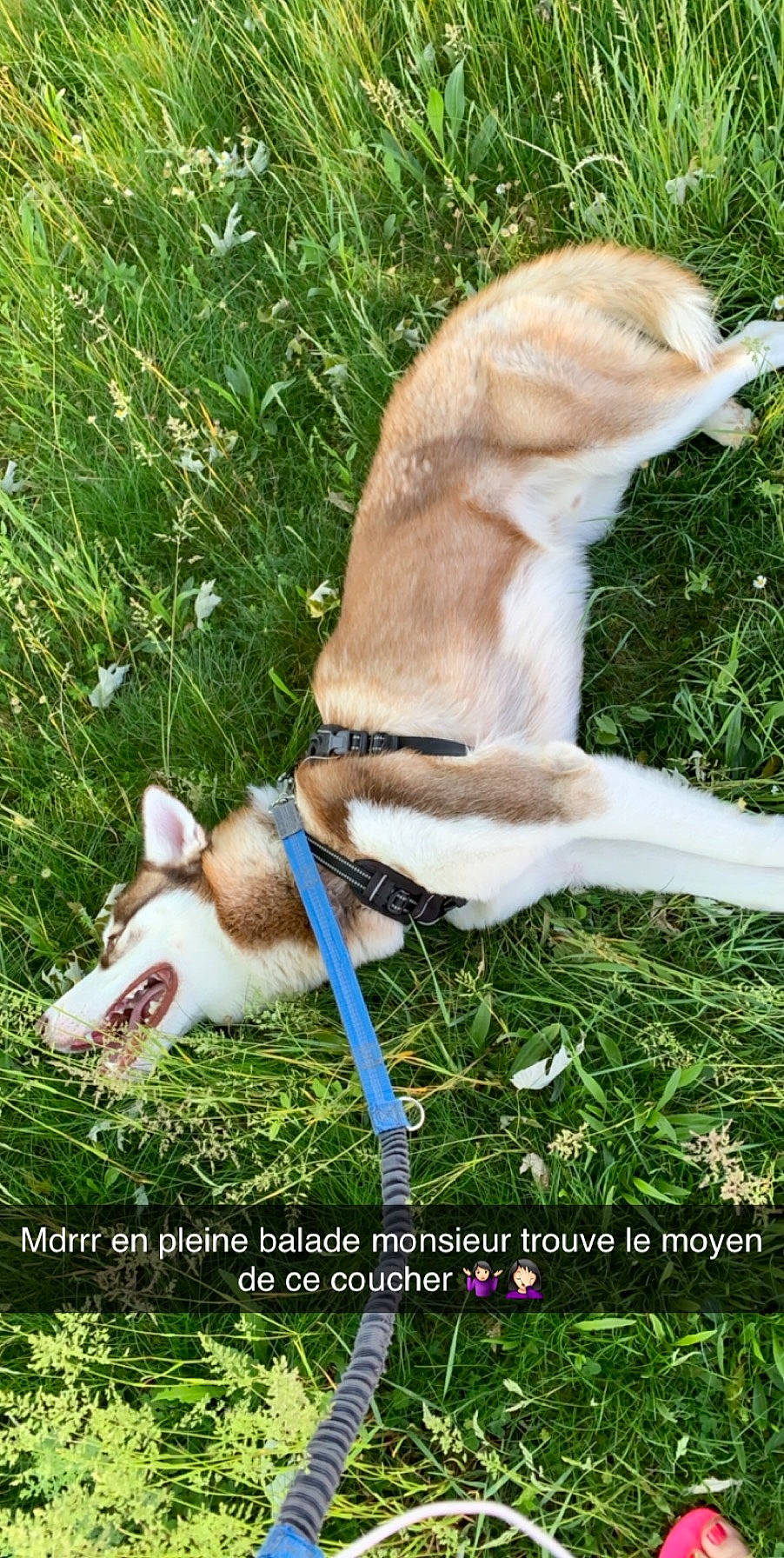 Pako a rejoint le concours — aidez-le/la à gagner de superbes lots ! canidae, carnivore, carolina_dog, dog, dog_breed, fawn, grass, hunting_dog, ibizan_hound, new_guinea_singing_dog, photo_caption, tail