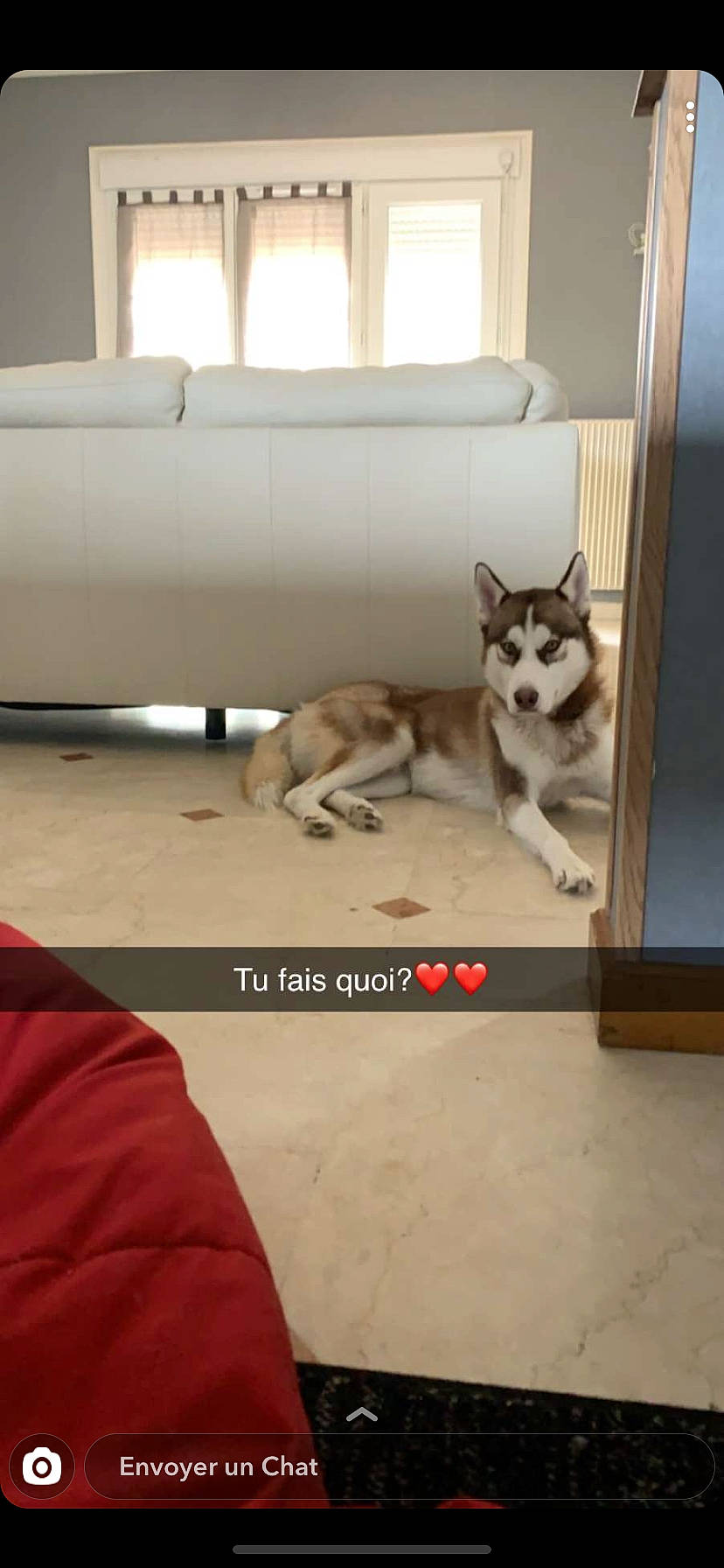 Pako participe au concours pour gagner de l'argent avec cette photo : alaskan_klee_kai, alaskan_malamute, canidae, carnivore, cat, dog, dog_breed, fawn, felidae, floor, flooring, kitten, mammal, room, siberian_husky, sled_dog, small_to_medium_sized_cats, tamaskan_dog, vertebrate, wolfdog