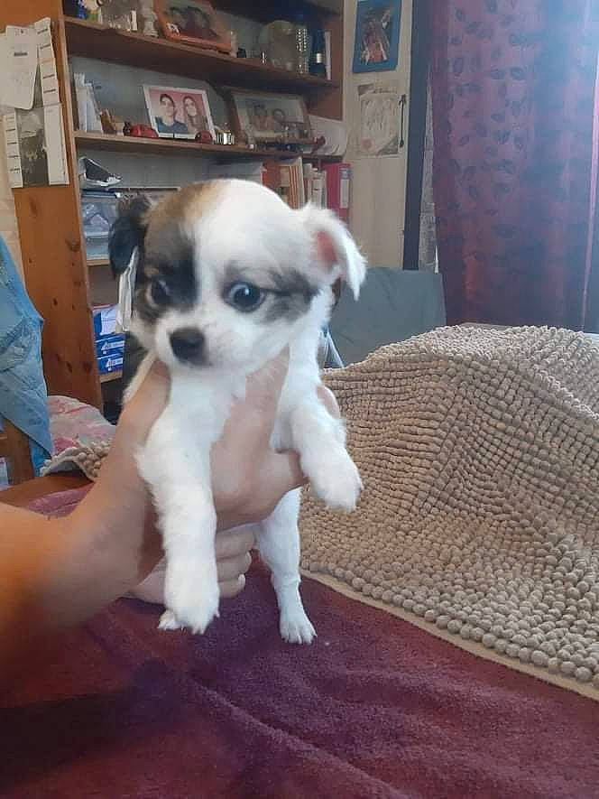 Saphir a rejoint le concours — aidez-le/la à gagner de superbes lots ! bookcase, carnivore, comfort, companion_dog, dog, dog_breed, fawn, flooring, fur, hardwood, non_sporting_group, paw, picture_frame, shelf, shelving, sporting_group, tail, toy_dog, wood, working_animal