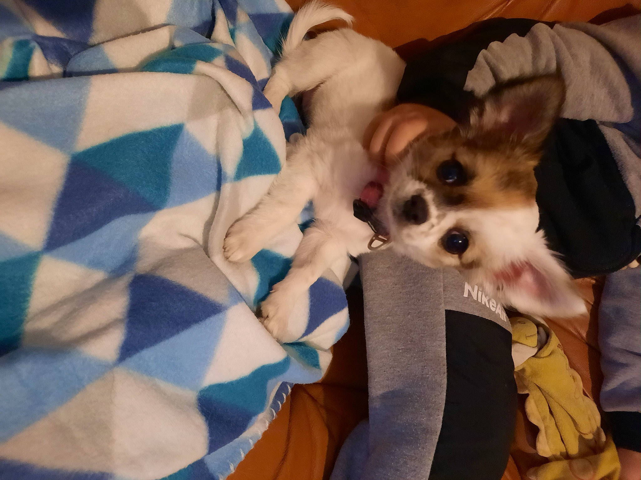 Saphir a rejoint le concours — aidez-le/la à gagner de superbes lots ! bed, canidae, carnivore, comfort, companion_dog, corgi_chihuahua, dog, dog_breed, dog_supply, fawn, fur, linens, non_sporting_group, pattern, plaid, spitz, sporting_group, toy_dog, whiskers, working_animal